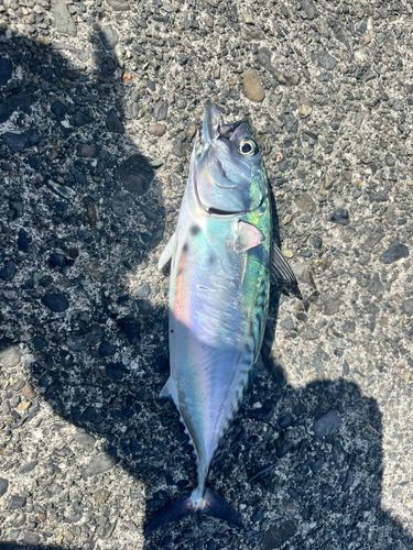 スマカツオの釣果