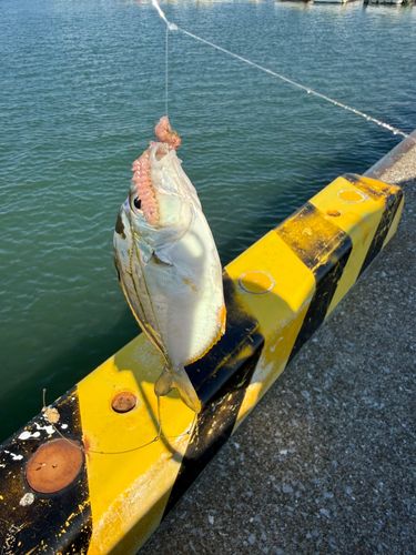 ヒイラギの釣果