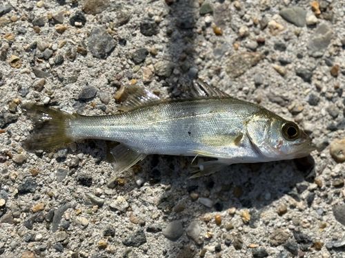 セイゴ（ヒラスズキ）の釣果