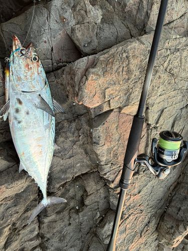 スマガツオの釣果