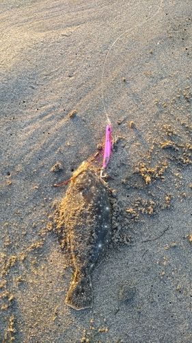 ソゲの釣果