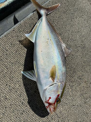 ネリゴの釣果
