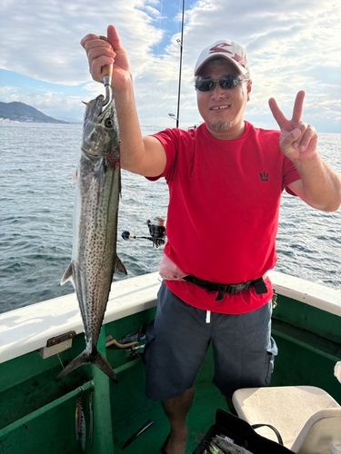 サワラの釣果
