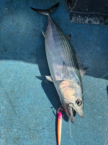ハガツオの釣果