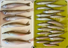 キスの釣果