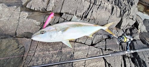 釣果