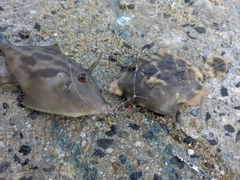 カワハギの釣果