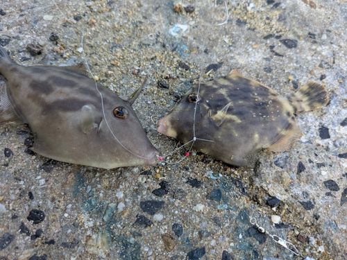 カワハギの釣果