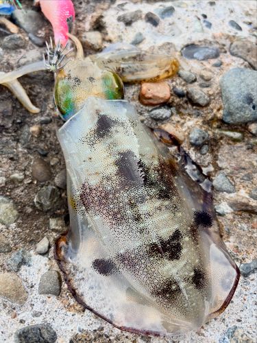 アオリイカの釣果