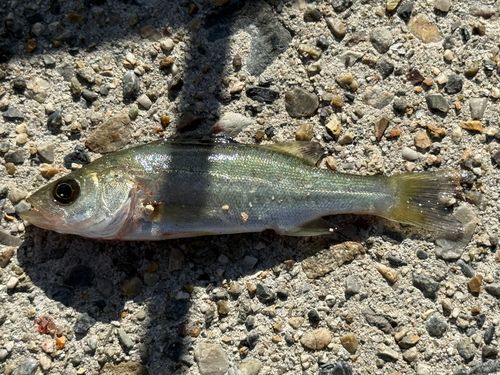 セイゴ（ヒラスズキ）の釣果