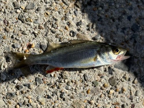 セイゴ（ヒラスズキ）の釣果