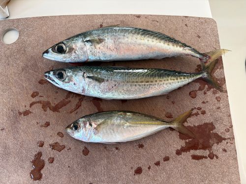 サバの釣果