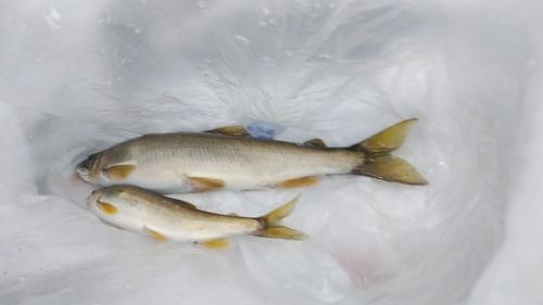 アユの釣果