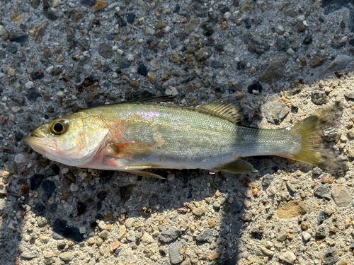 セイゴ（ヒラスズキ）の釣果