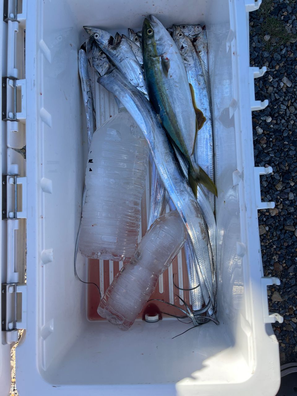 tulaリスさんの釣果 1枚目の画像