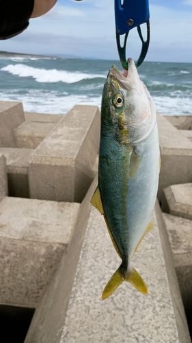 ワカシの釣果
