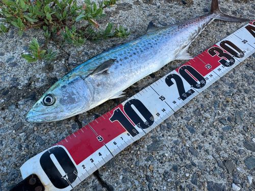 サゴシの釣果