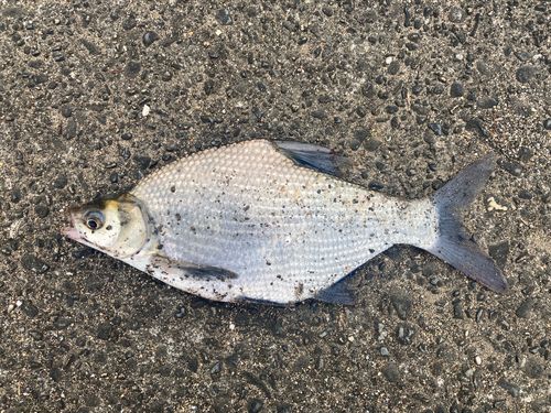 ダントウボウの釣果