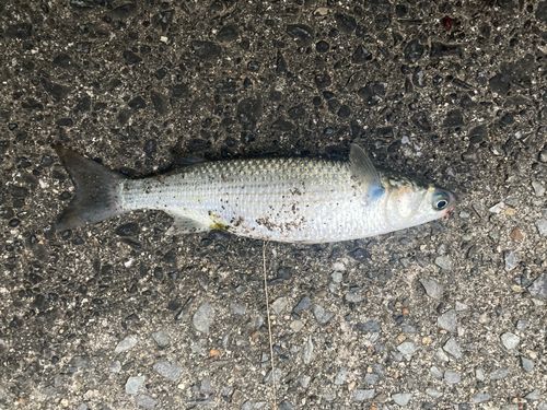 ボラの釣果