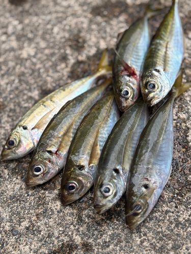 アジの釣果