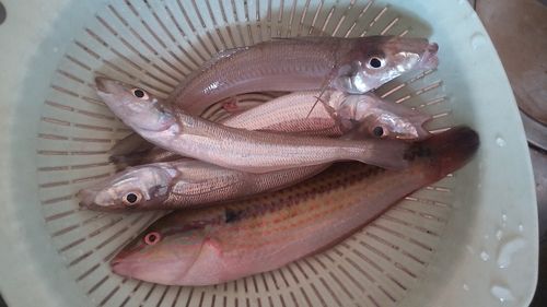 キスの釣果