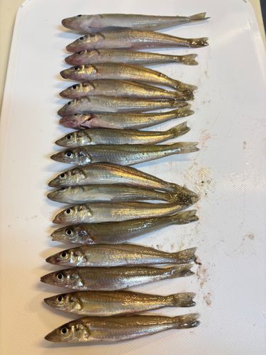 キスの釣果
