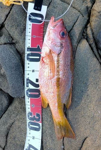 ヨコスジフエダイの釣果