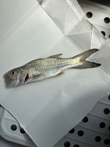 ツバメコノシロの釣果