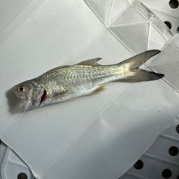 ツバメコノシロ