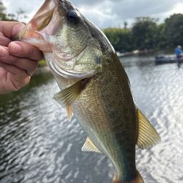 ラージマウスバス