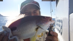 クロホシフエダイの釣果