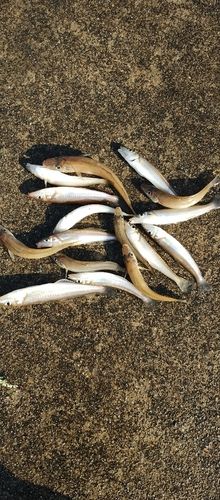 シロギスの釣果
