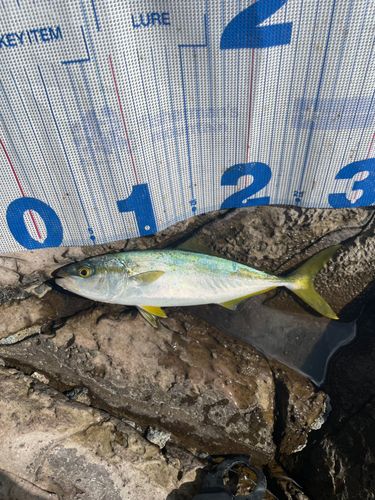 ツバスの釣果