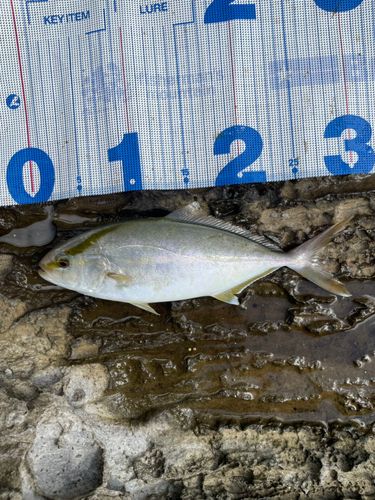 ショゴの釣果