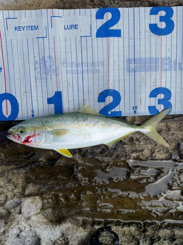 ツバスの釣果
