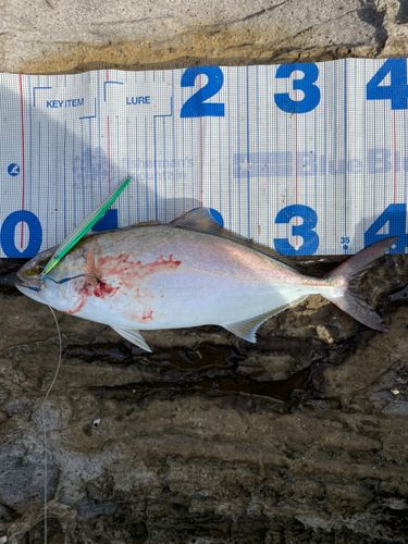 ショゴの釣果