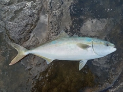 ワカシの釣果