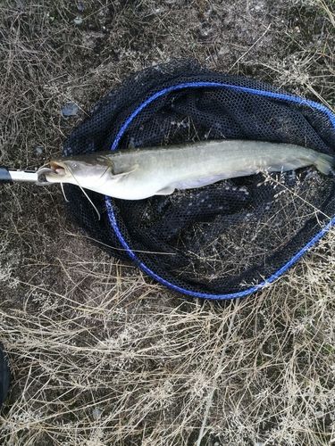 ナマズの釣果