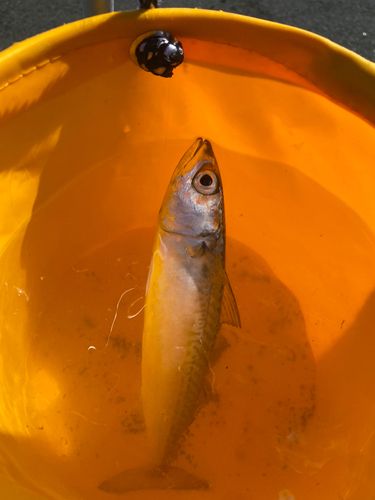 サバの釣果