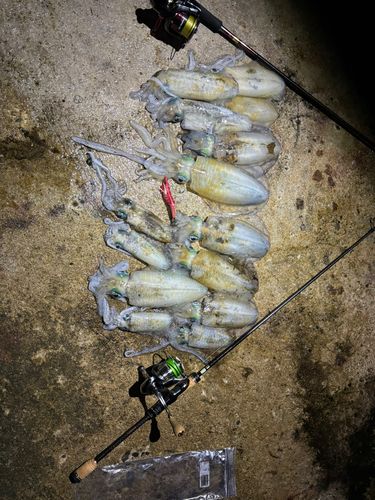 アオリイカの釣果