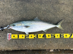 メジロの釣果