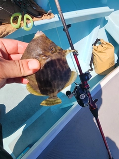 カワハギの釣果