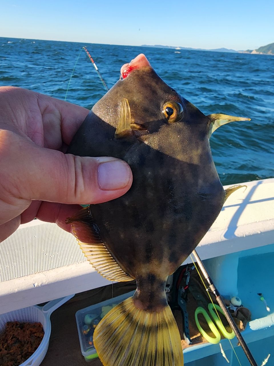 禄助さんの釣果 2枚目の画像