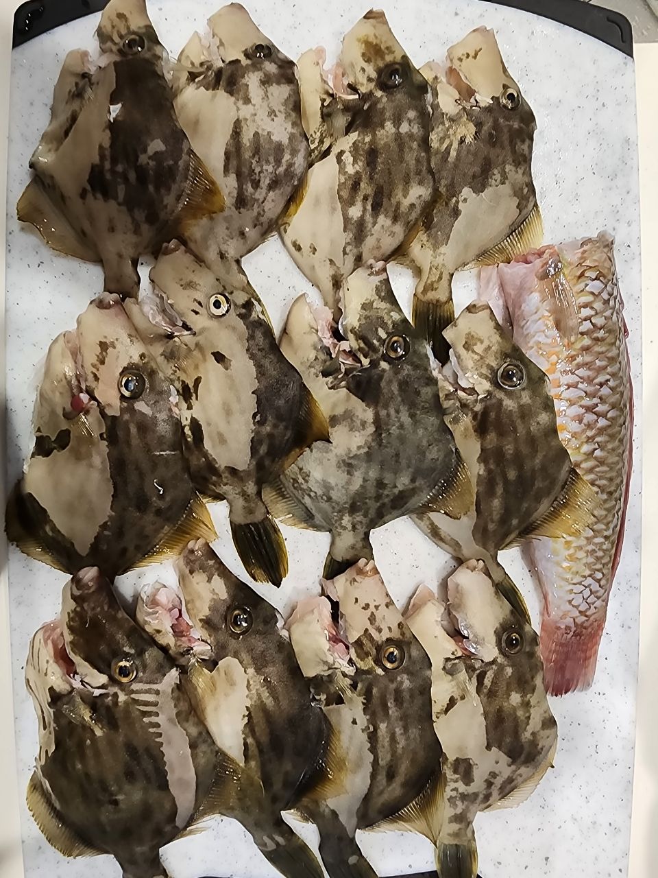 禄助さんの釣果 3枚目の画像
