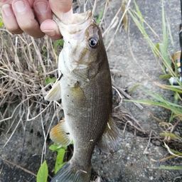 スモールマウスバス