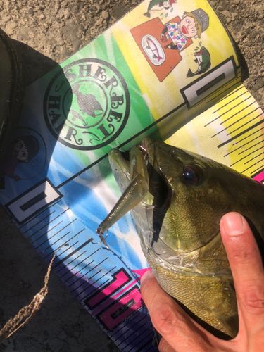 スモールマウスバスの釣果