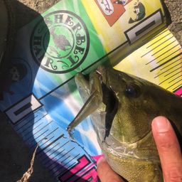 スモールマウスバス