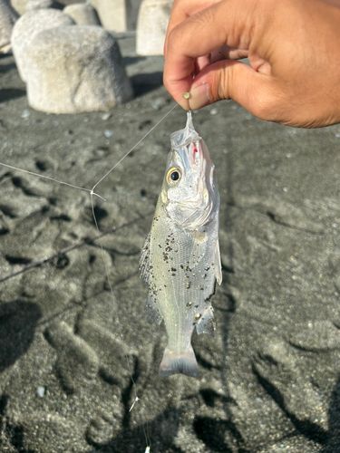 国府津海岸