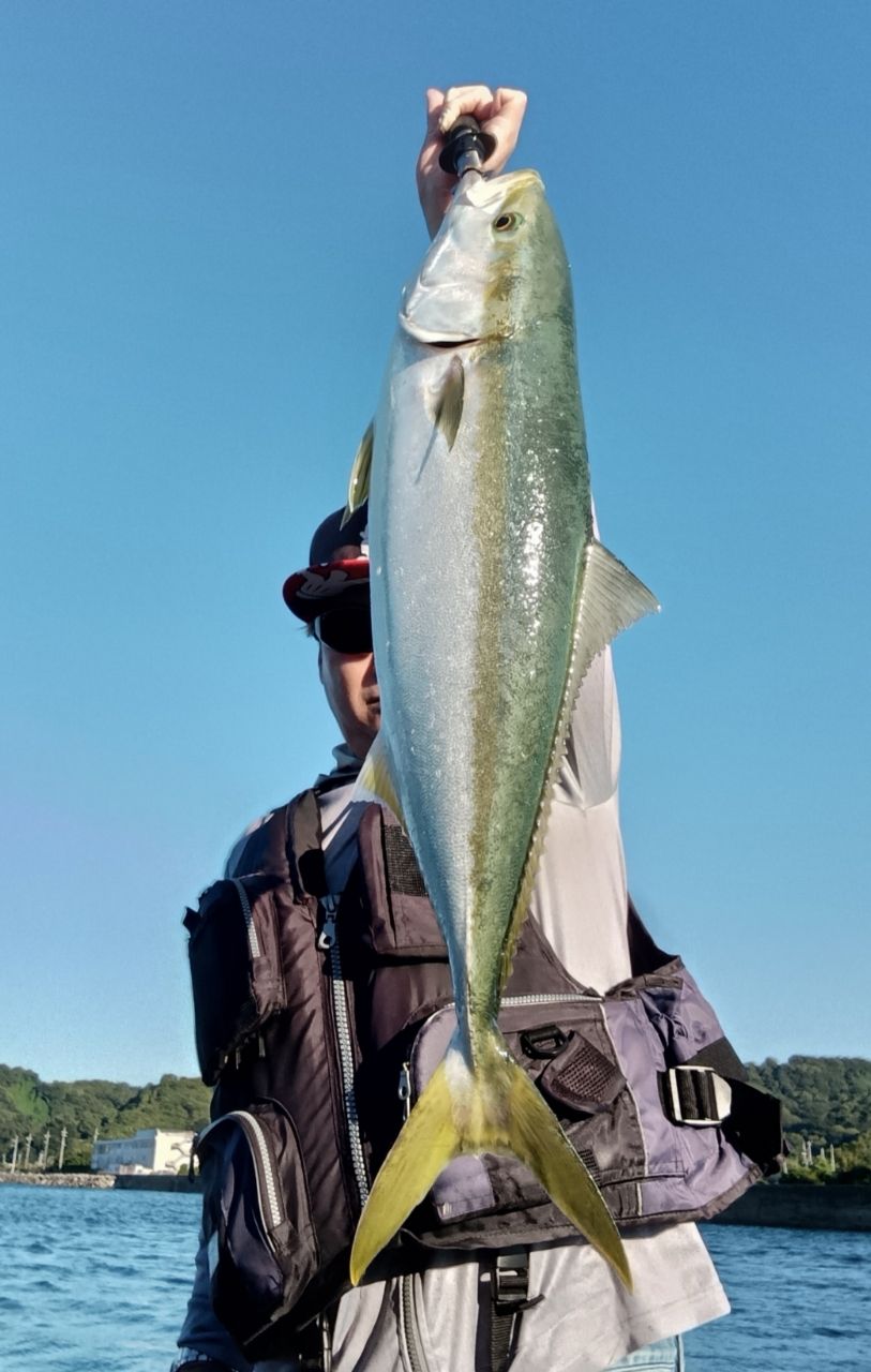ハマチ