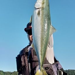 ハマチ